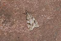 Scoparia