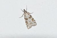 Scoparia pyralella