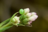 Macroglossum stellatarum