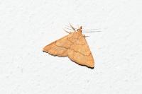 Paracolax tristalis