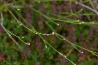 Macroglossum stellatarum