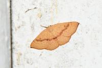 Cyclophora puppillaria