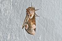 Thyatira batis