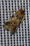 Hypochalcia bruandella