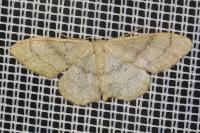 Idaea deversaria