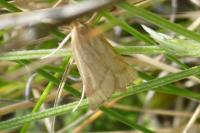 Synaphe punctalis