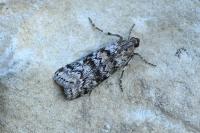 Dioryctria
