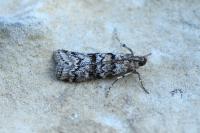 Dioryctria