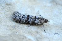 Dioryctria