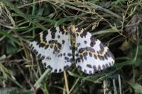 Abraxas grossulariata
