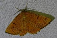 Angerona prunaria