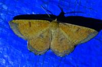 Angerona prunaria