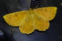 Angerona prunaria