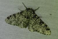 Biston betularia