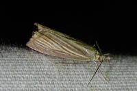 Chrysoteuchia culmella