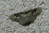 Idaea rusticata