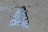 Acronicta leporina