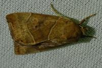 Cosmia trapezina
