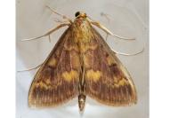 Ostrinia nubilalis