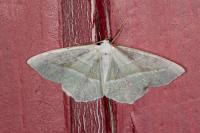 Campaea margaritaria