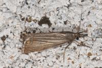 Chrysoteuchia culmella