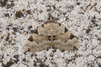Colostygia pectinataria