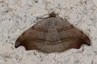 Laspeyria flexula