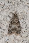 Eudonia lacustrata