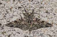Biston betularia