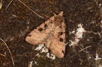 Xestia triangulum