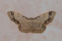 Idaea trigeminata