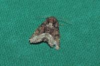 Oligia strigilis