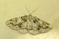 Cleorodes lichenaria