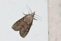 Aphomia sociella