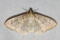 Patania ruralis