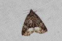Deltote pygarga