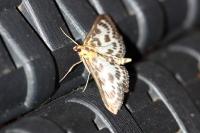 Anania hortulata