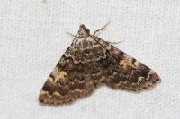 Idia calvaria