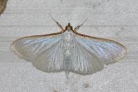 Palpita vitrealis