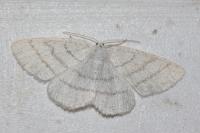 Cabera pusaria