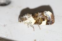 Acontia lucida