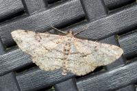 Peribatodes rhomboidaria rhomboidaria