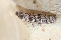 Dioryctria