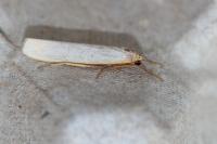 Eilema caniola