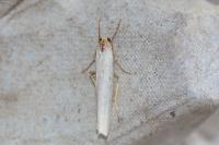 Eilema caniola