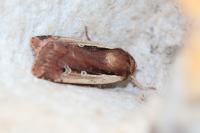Ochropleura plecta