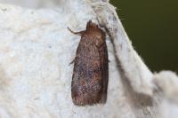 Rusina ferruginea