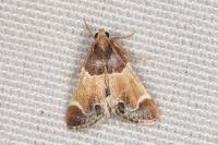 Pyralis farinalis