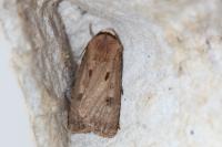 Agrotis exclamationis exclamationis