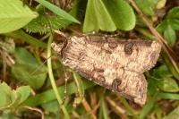 Agrotis clavis clavis